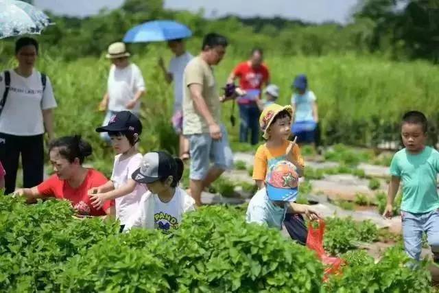 【乡村振兴进行时】新源阔克英村：杏李丰收果飘香