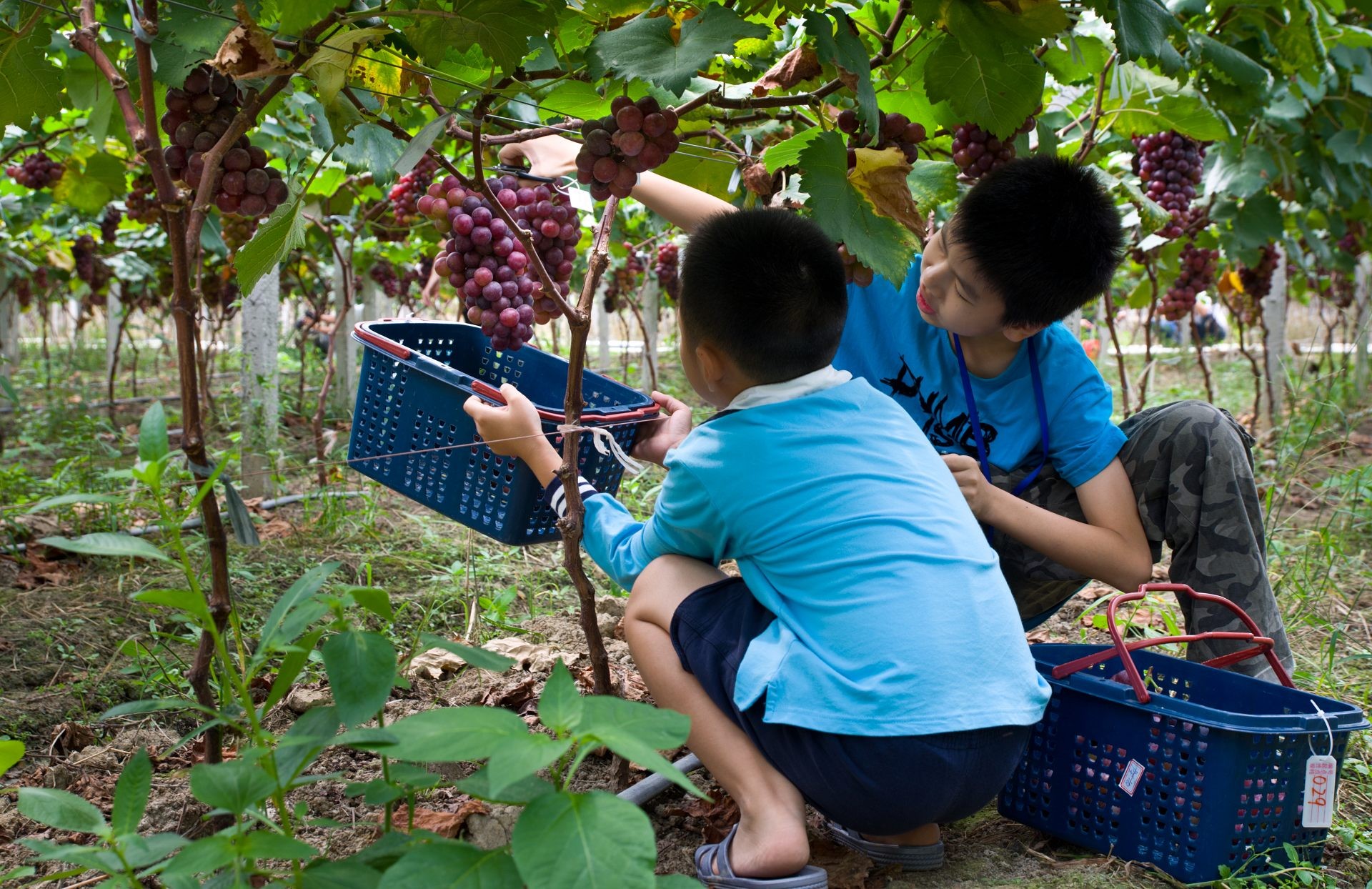 桃园采摘让你“桃”醉其中
