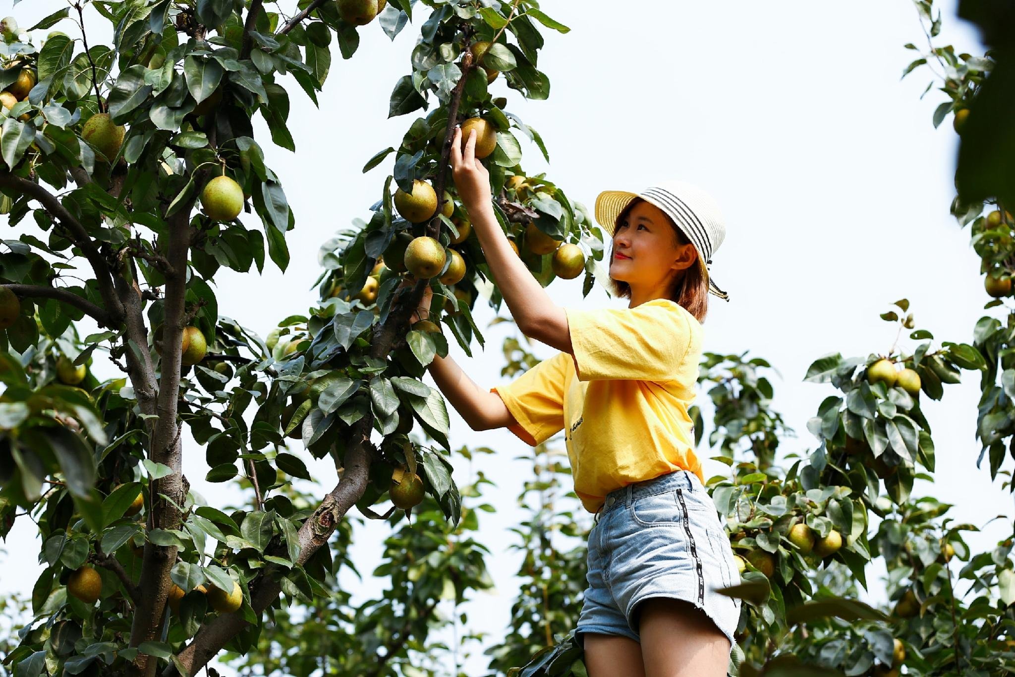 潍坊：初秋果飘香 开启收获季多彩序章